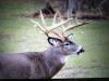 Game Ranch Michigan