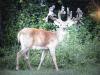 Growing Large Antlers on a Michigan Hunting Preserve