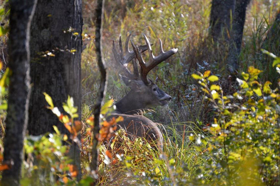 Trophy Buck in Michigan