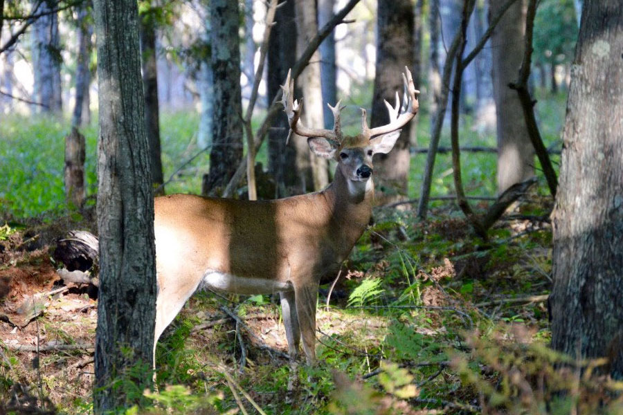 Trophy Whitetail in Michigan