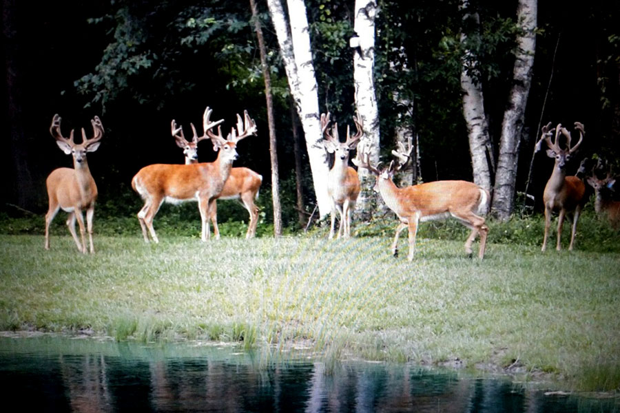 Trophy bucks at our Michigan game ranch