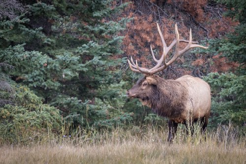 Game Ranch Hunting for Elk