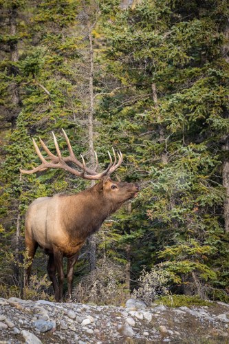 Elk Hunting in Michigan at Cuppen's Game Ranch