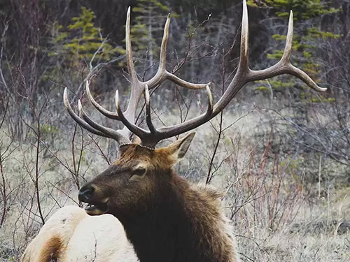 Elk Hunt in Michigan