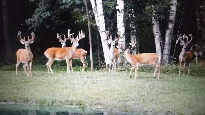 Whitetail Deer Ranch in Lexington, Michigan