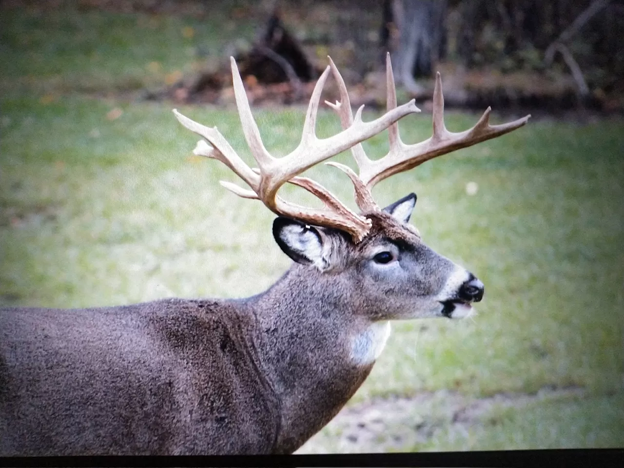 Michigan Deer Hunting Ranch