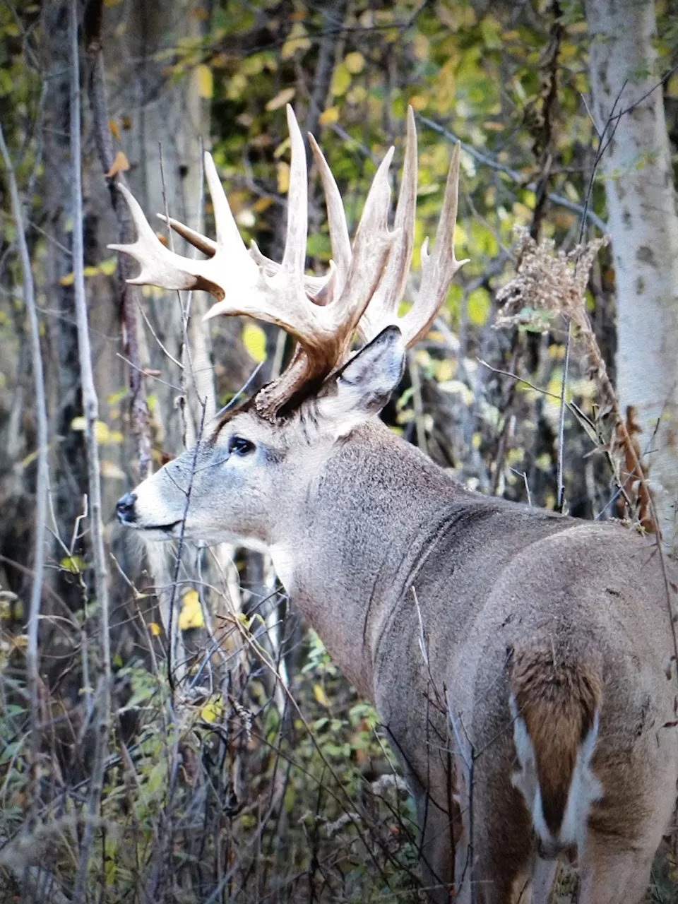 Choosing the Firearm, Crossbow, or Bow for a Game Ranch Hunts
