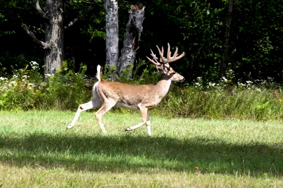 How to Improve Your Chances of Harvesting a Trophy Buck in Michigan