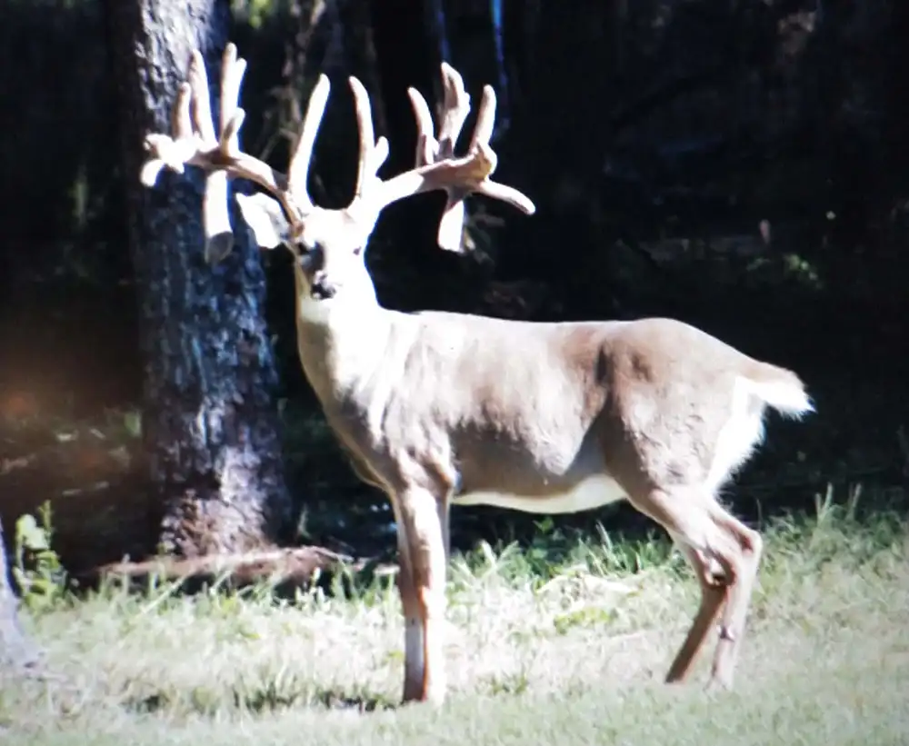 Velvet Buck Trophy Care