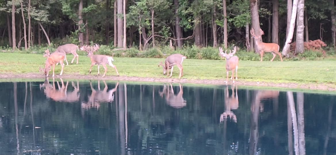 When Whitetail Bucks Shed Their Velvet: